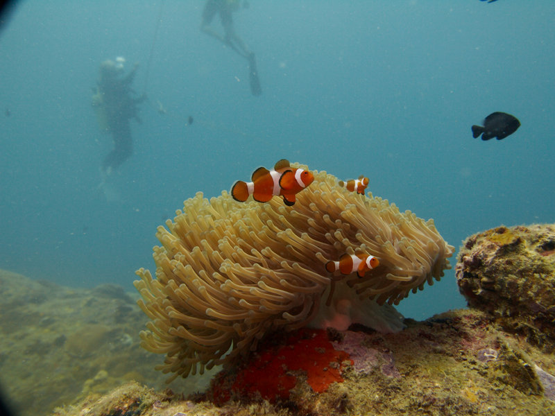 Clown Fish, Natural Light